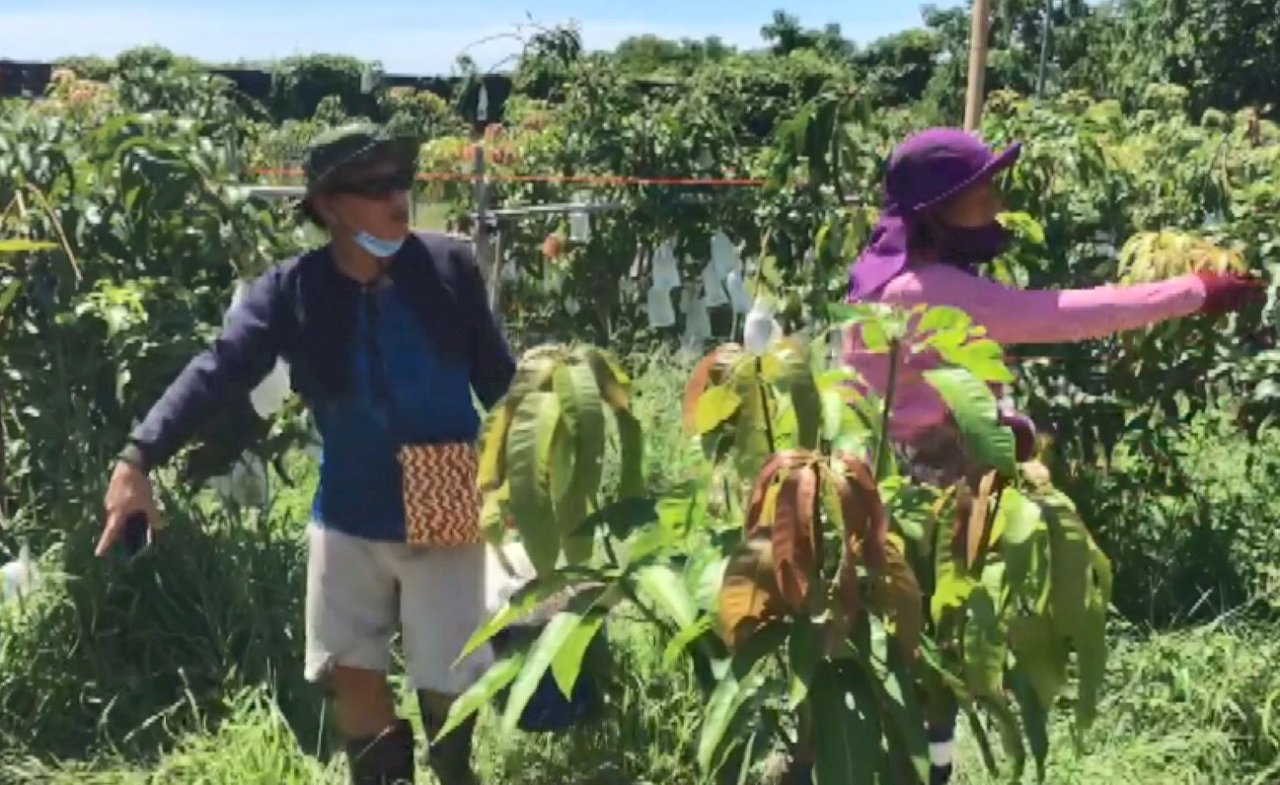 Cantante taiwanés regresa a casa para la cosecha de mangos