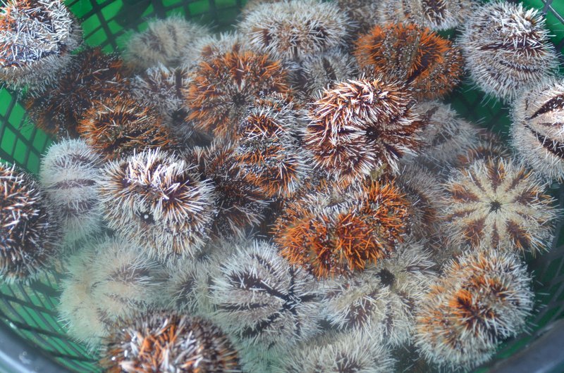 El erizo de mar