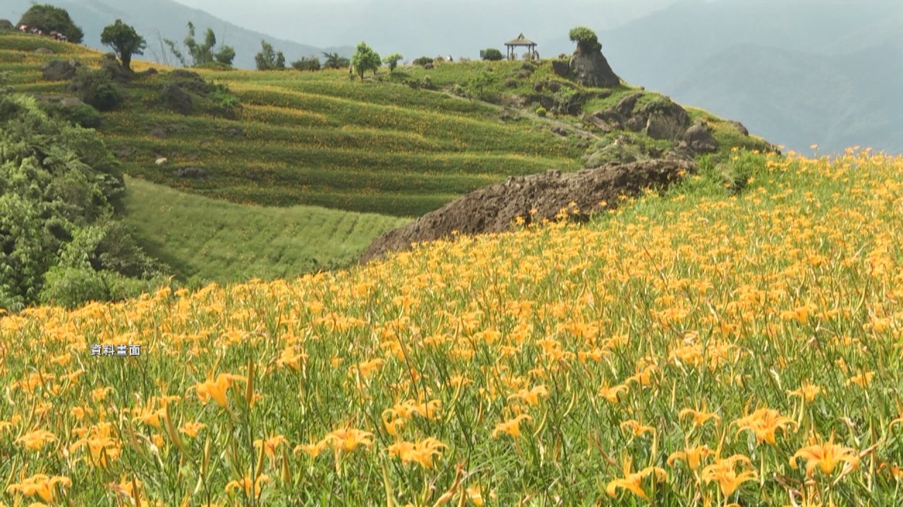 Se acerca la temporada de floración del lirio de día en Hualien