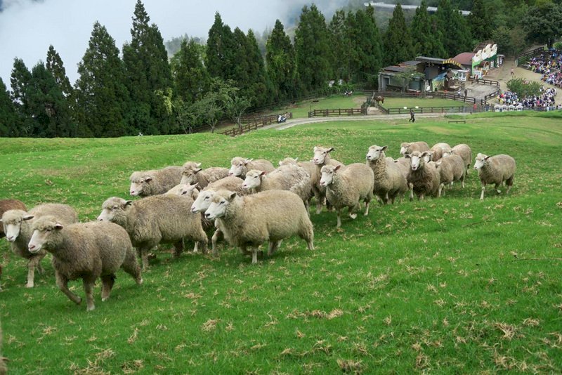 Granja turística Qingjing reinicia actividades con aforo máximo de 1000 visitantes