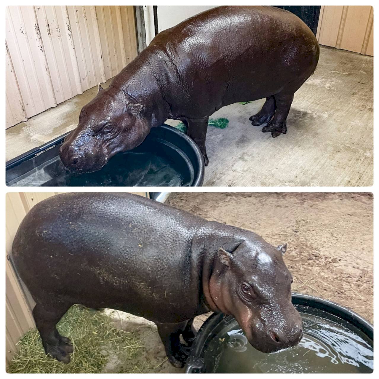 Hipopótamos del Zoológico de Taipéi viajan en préstamo a EE. UU.