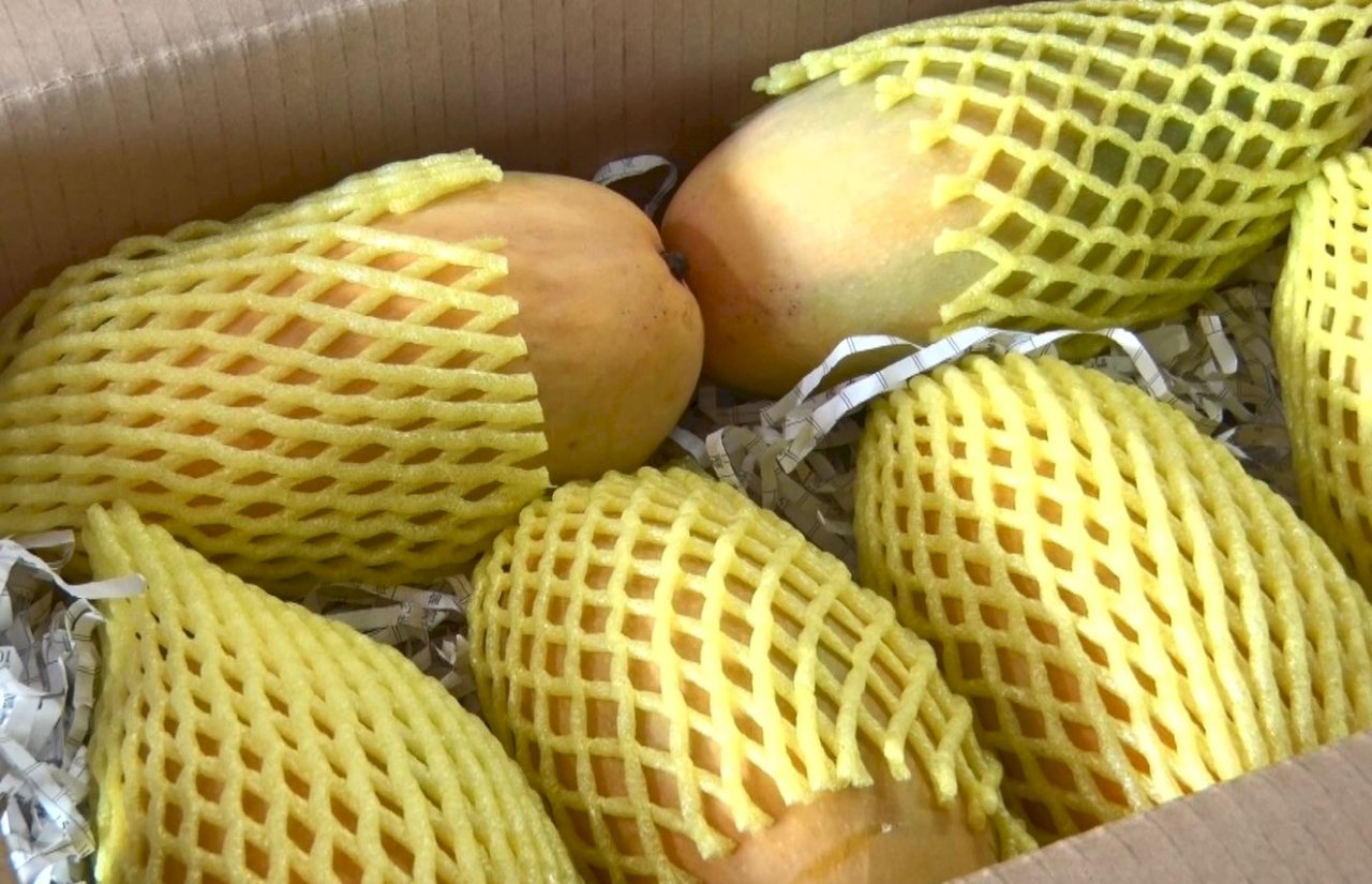 Los taiwaneses se vuelcan con los agricultores de mangos