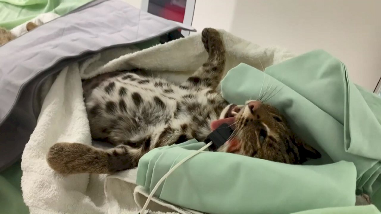 Personal hospitalario ayuda a diagnosticar a un gato de Formosa herido