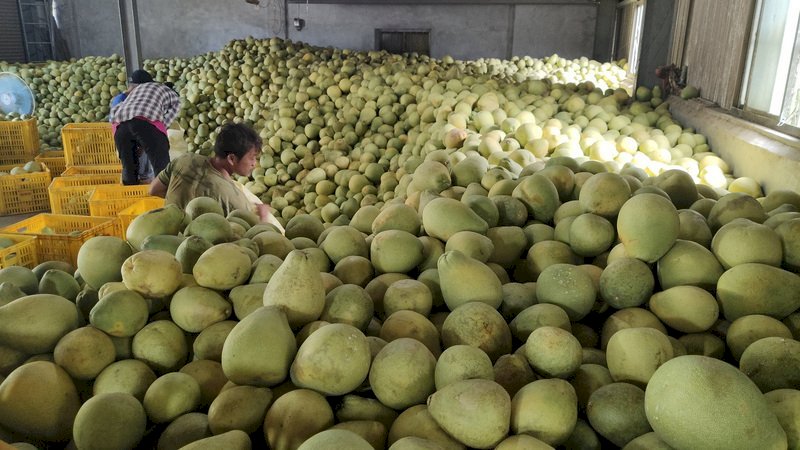Taiwán redobla esfuerzos en la exportación de pomelo a Japón