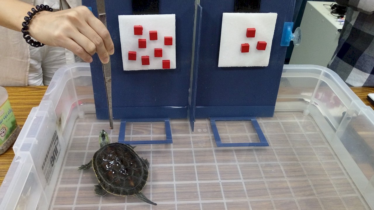 Un nuevo estudio con tortugas descubre sus habilidades matemáticas