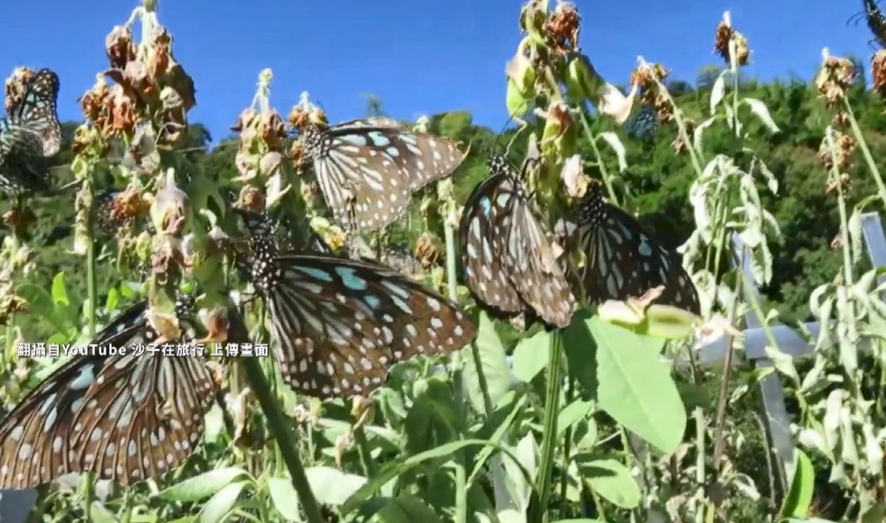 Mariposas enanas cuervo en Kaohsiung