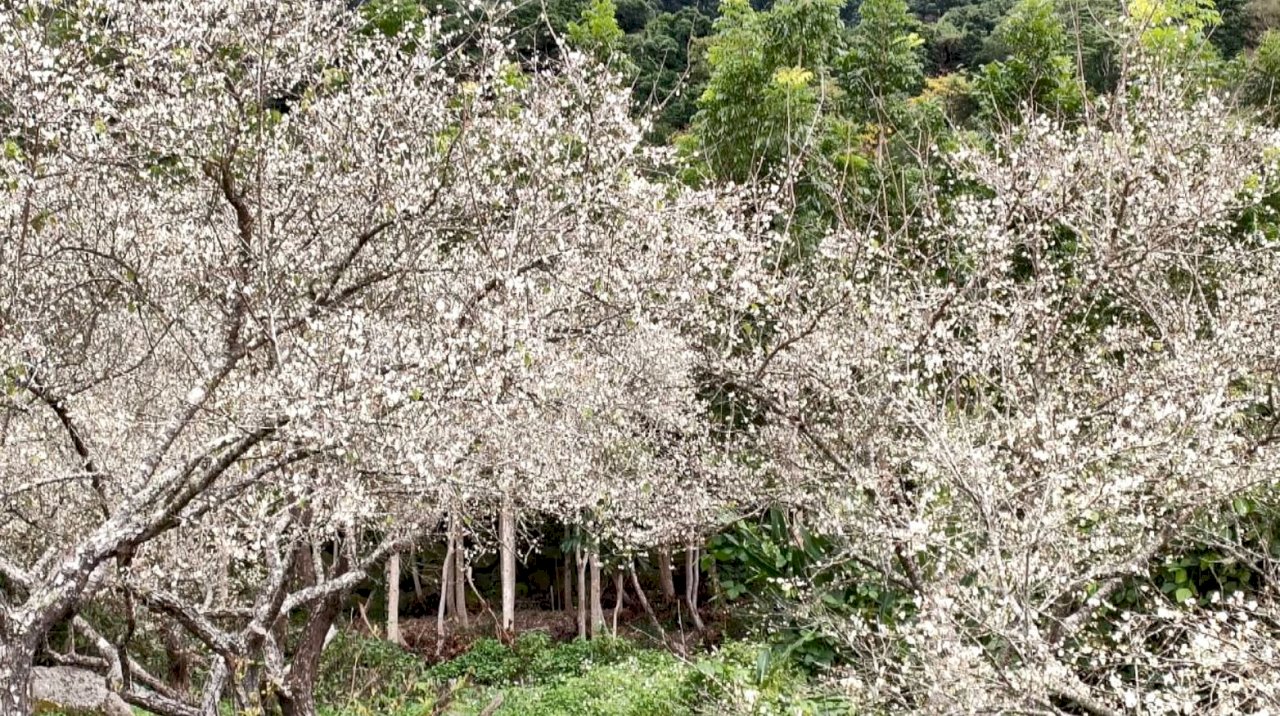 La flor de ciruelo en pleno florecimiento
