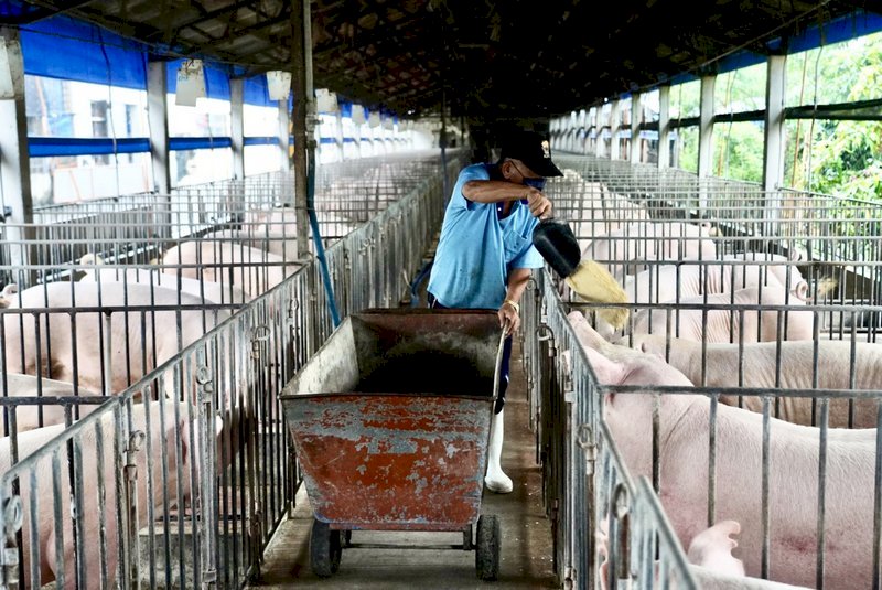Agricultura descarta la vacuna vietnamita contra la fiebre porcina africana