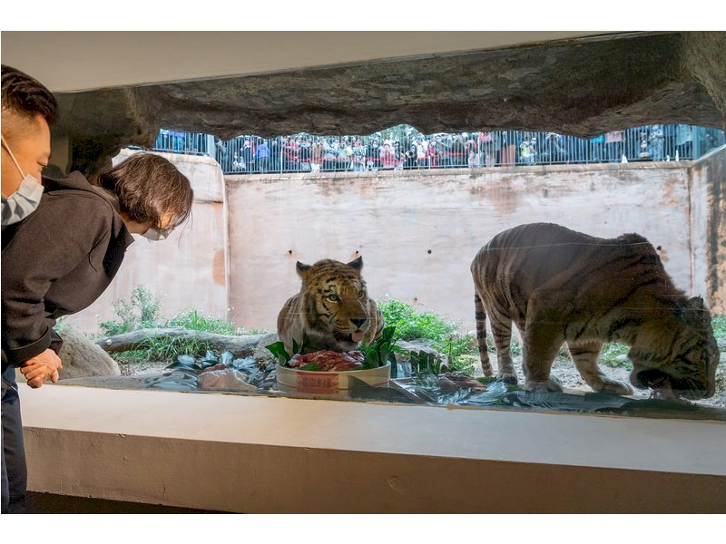 Presidenta Tsai Ing-wen visita zoológico de Hsinchu en segundo día del Año del Tigre