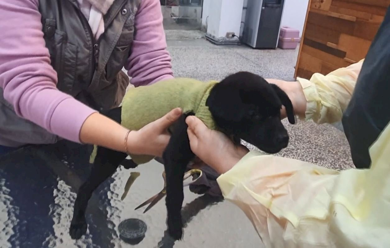 Los animales también sufren de la ola del frío