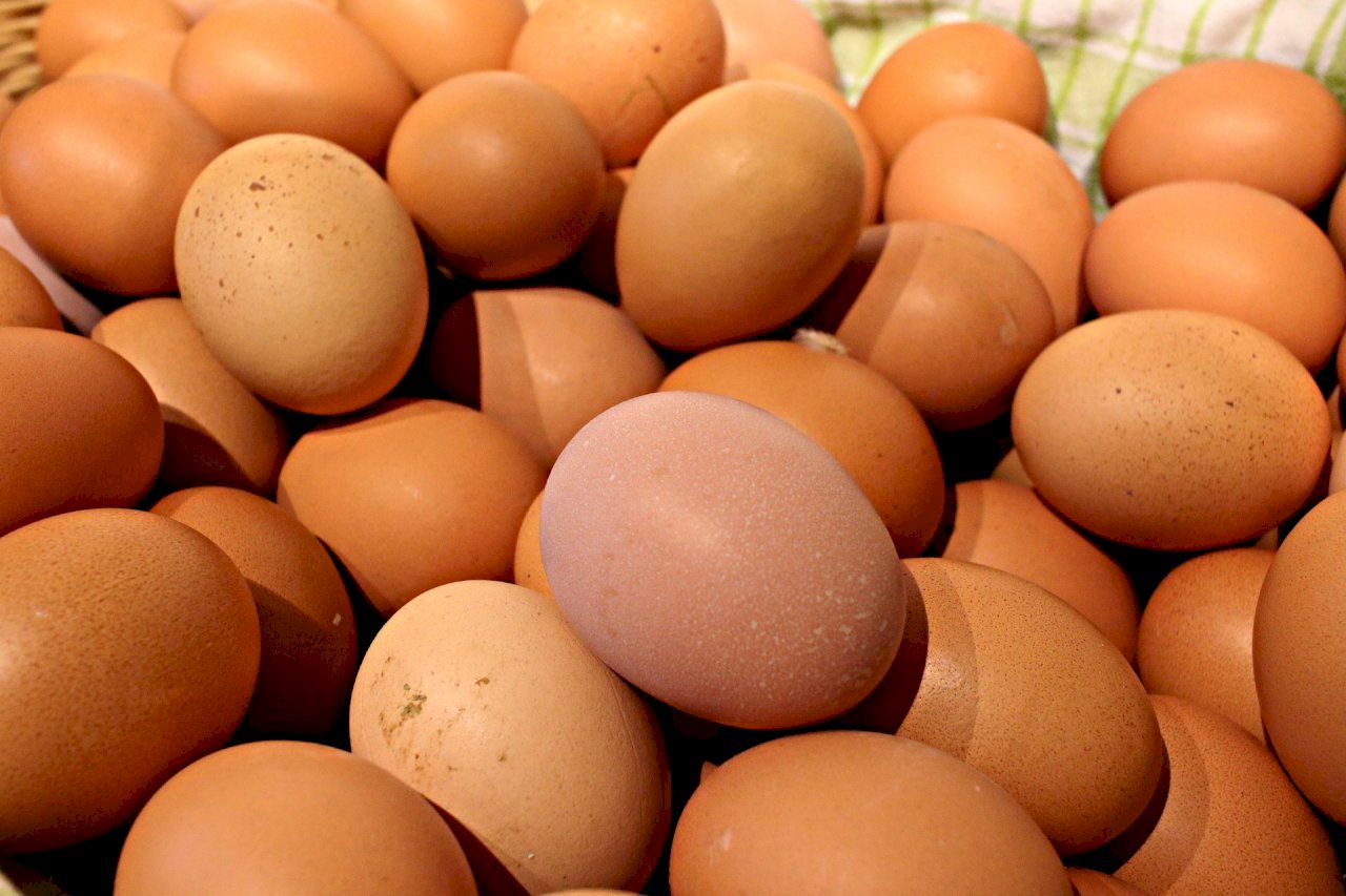Más de 300 000 huevos japoneses llegarán próximamente a Taiwán