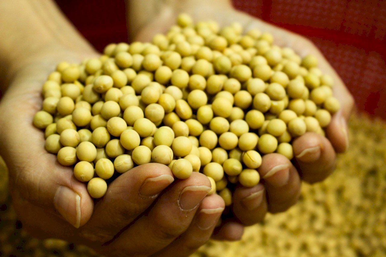 La soya taiwanesa, un seguro de calidad alimentaria
