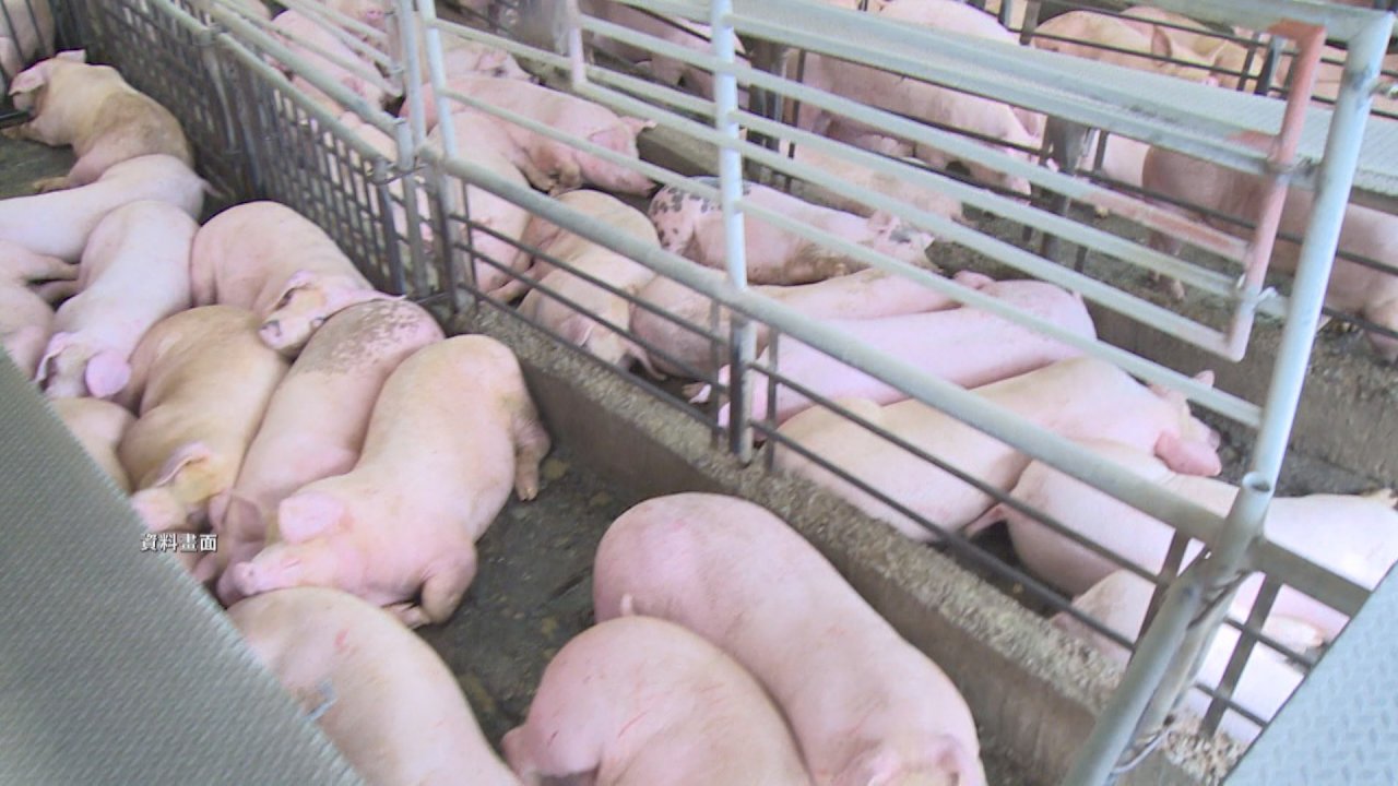 Criaderos de cerdos sufren ante el aumento del precio de los piensos
