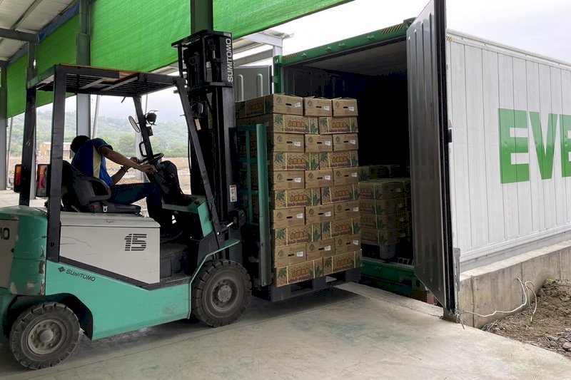 Tainan prevé la exportación de 600 toneladas de piñas