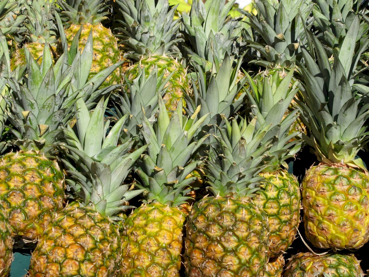 Taiwán podrá exportar piñas a Nueva Zelanda tras ocho años de arduas negociaciones con el país austral