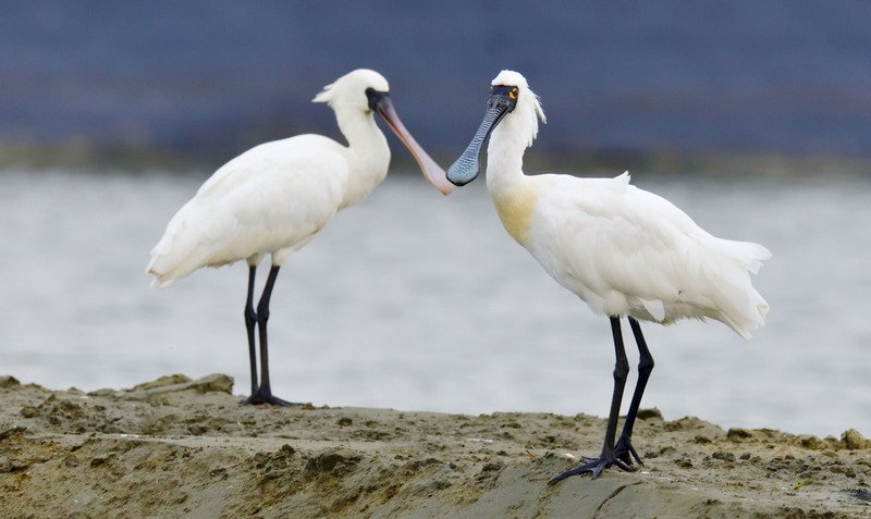 Conservación del ecosistema: IA para reconocimiento y conteo de espátulas de cara negra