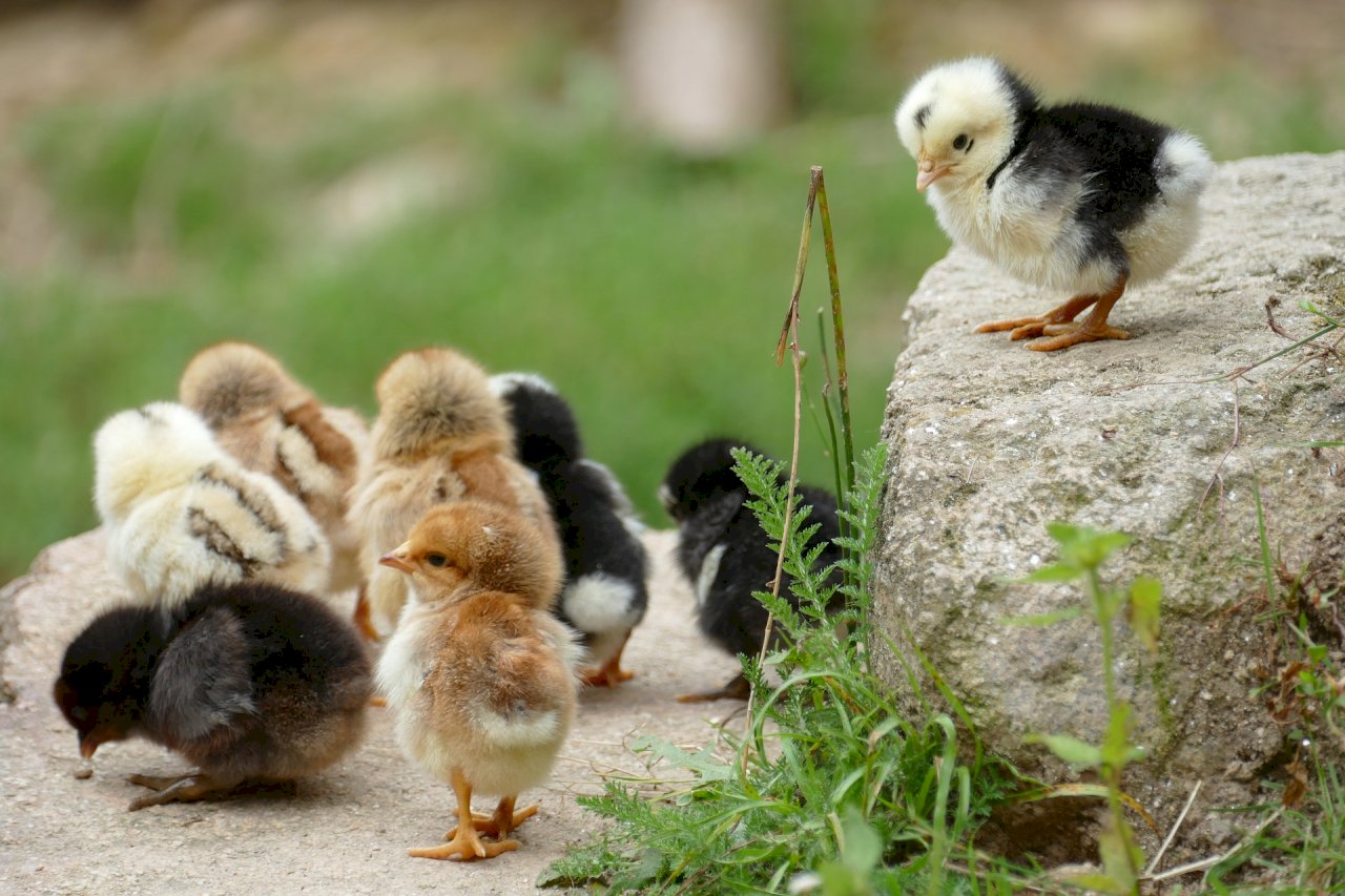 Taiwán se ve obligado a importar polluelos y huevos fertilizados para combatir la escasez