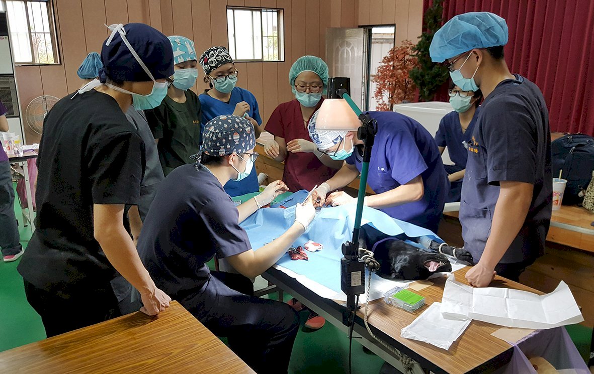 Universitarios de veterinaria  rescatan perros y gatos callejeros para su esterilización