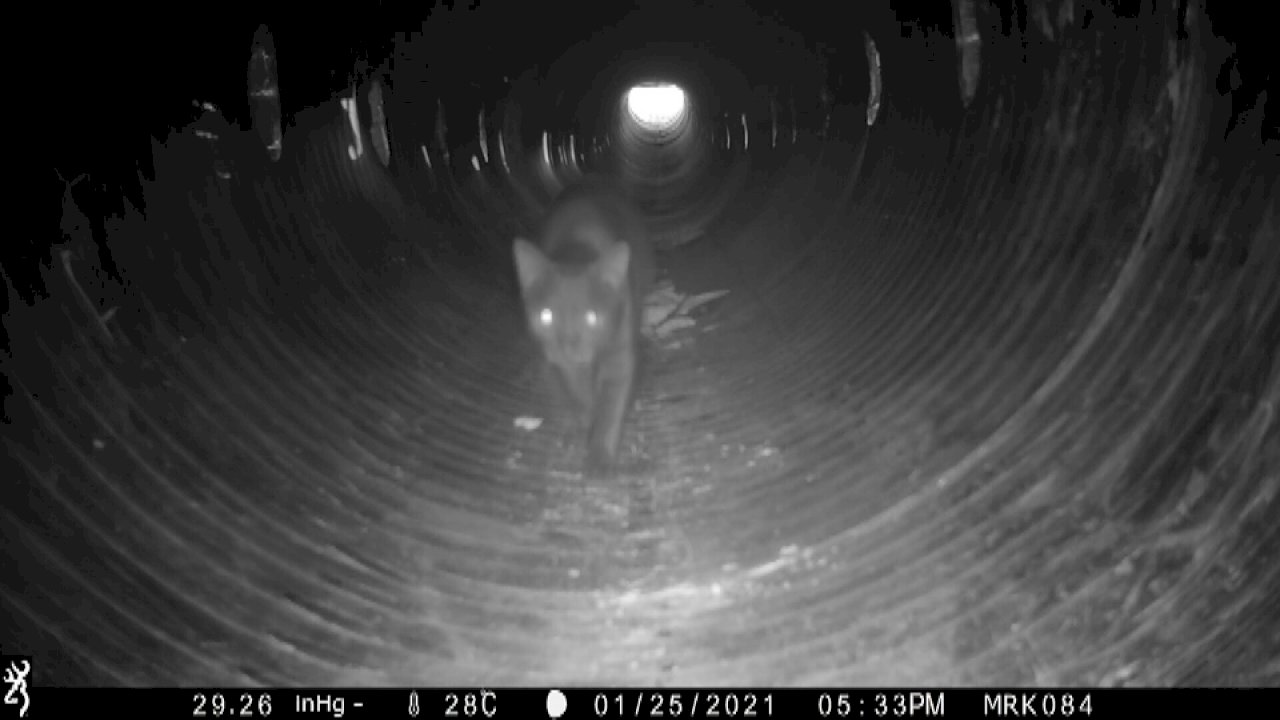 Un gato leopardo utiliza por primera vez el paso construido sobre el río Lao Zhuang