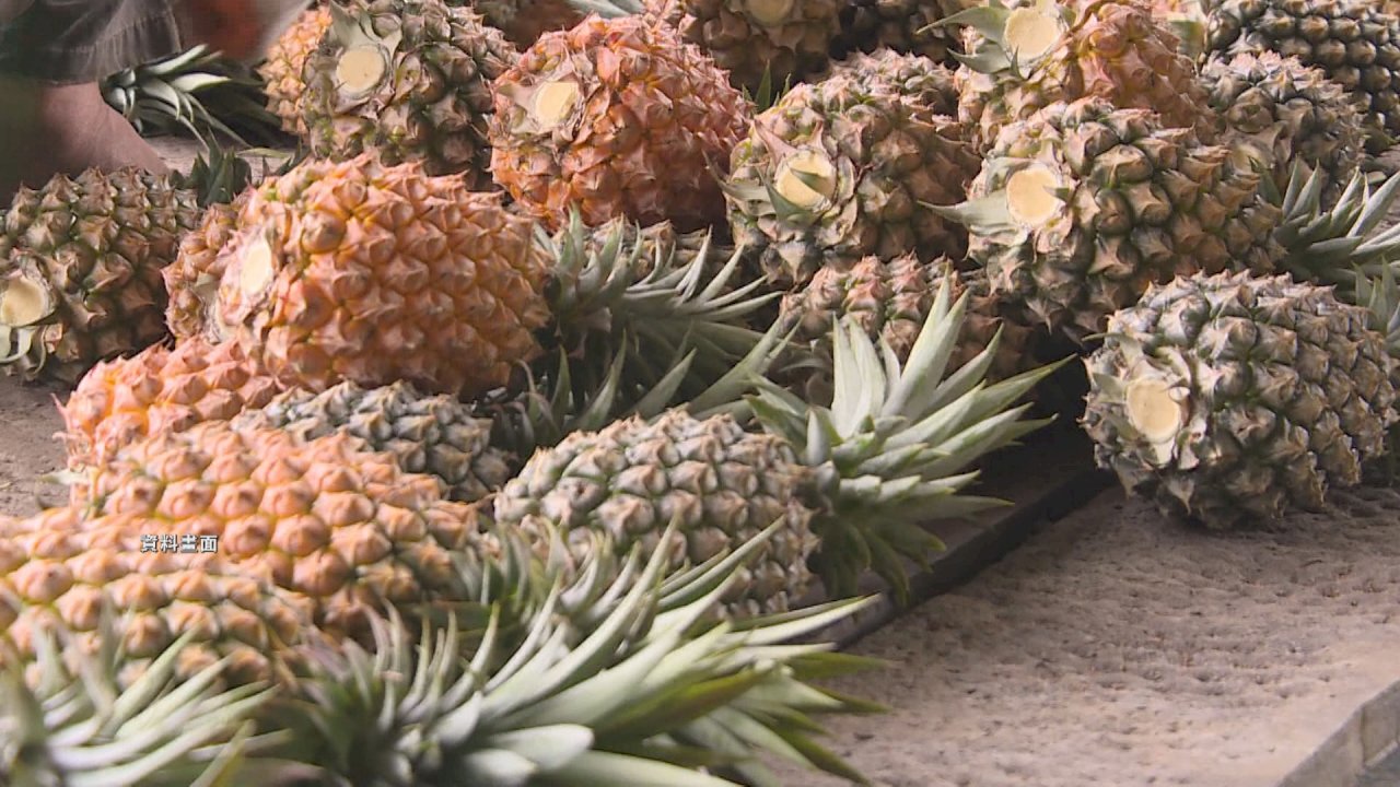 Las fuertes lluvias arruinan la cosecha de piñas