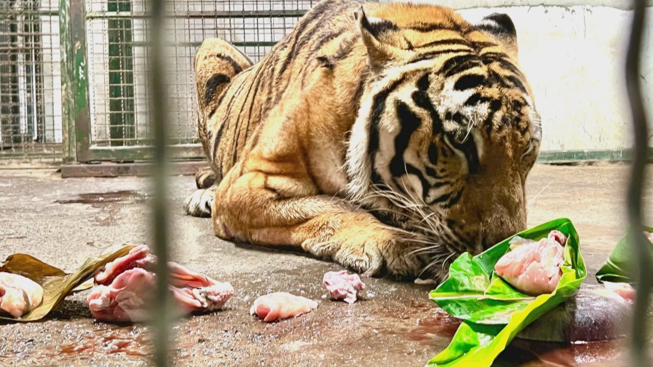 Los animales del zoo de Kaohsiung también comen zongzi en el Festival del Bote Dragón
