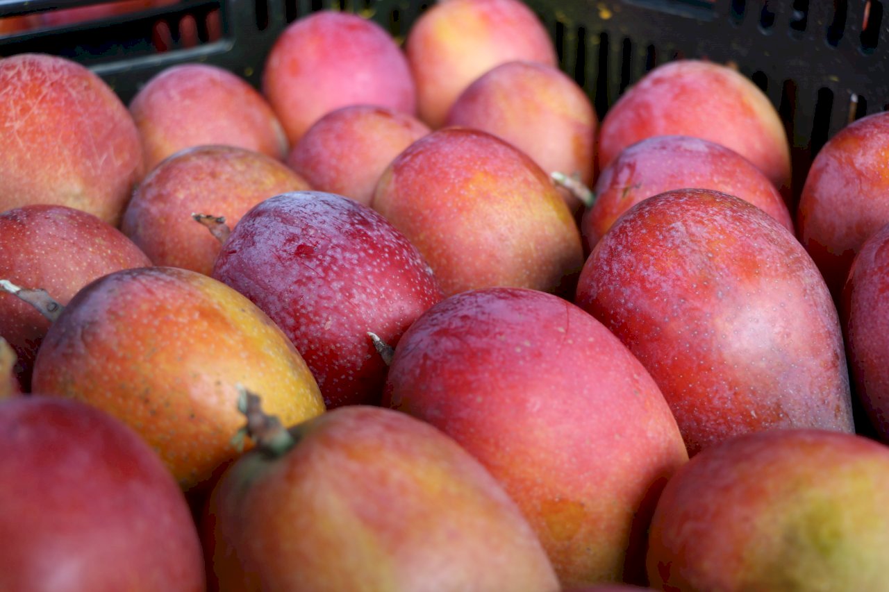 El coronavirus no infecta al mango sino a las personas