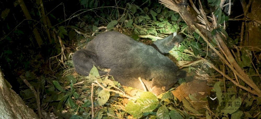 Establecen un nuevo hospital para animales salvajes en el este de la isla