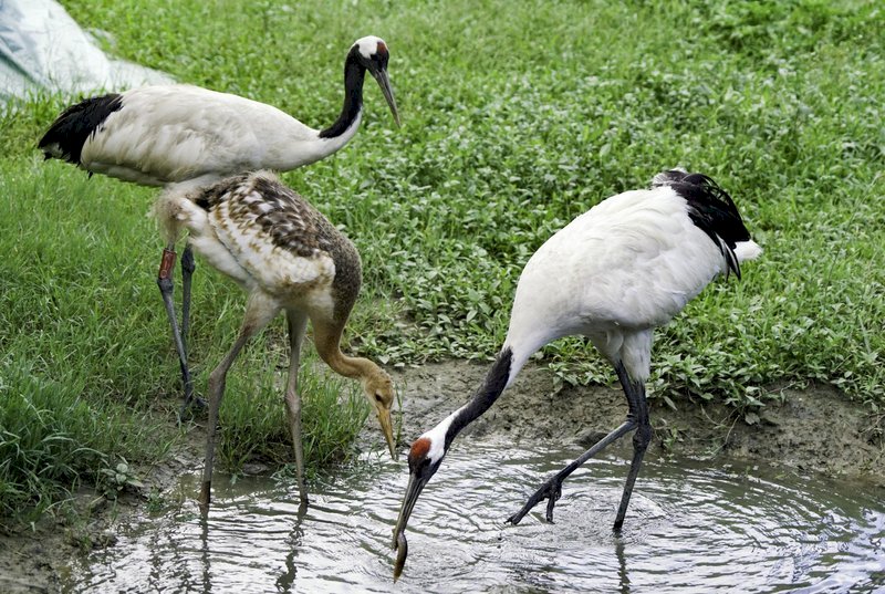El zoo de Taipéi pide al público que ponga a nombre a la recién nacida grulla de cresta roja