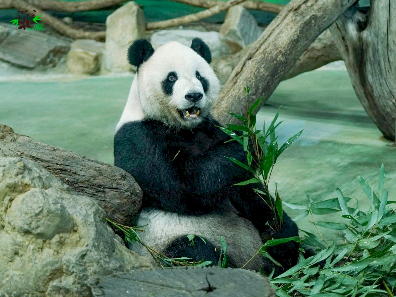 El panda Tuan Tuan del zoo de Taipéi cae enfermo