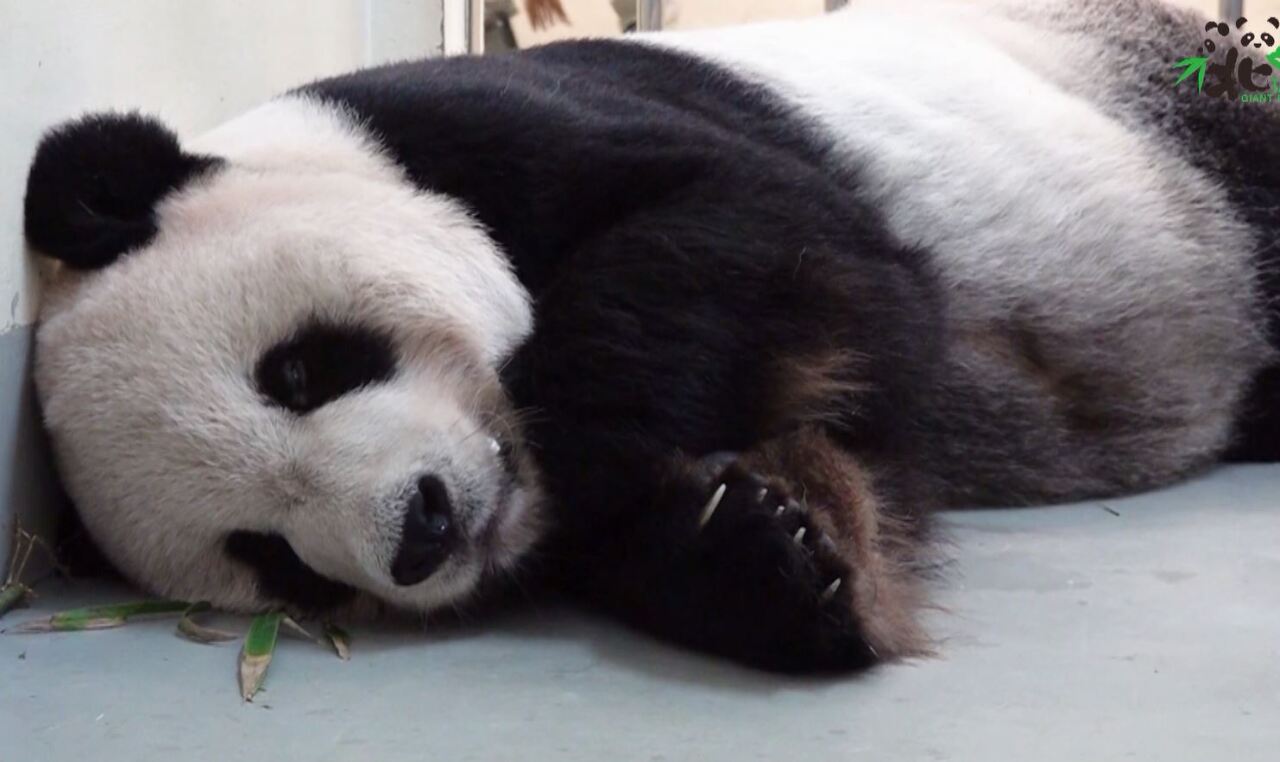 La salud de Tuan Tuan empeora y llegan expertos de China continental para tratar al panda