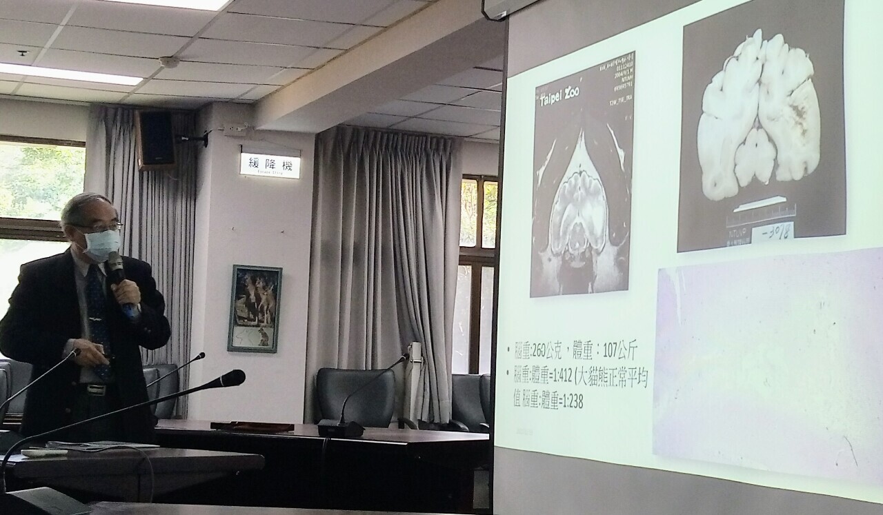 Se devela la causa de muerte del oso panda Tuan Tuan