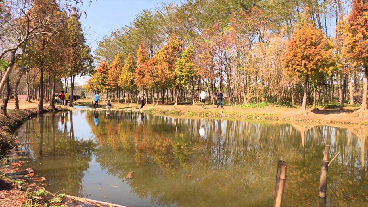 Bello paisaje de bosque en las calles de Chiayi
