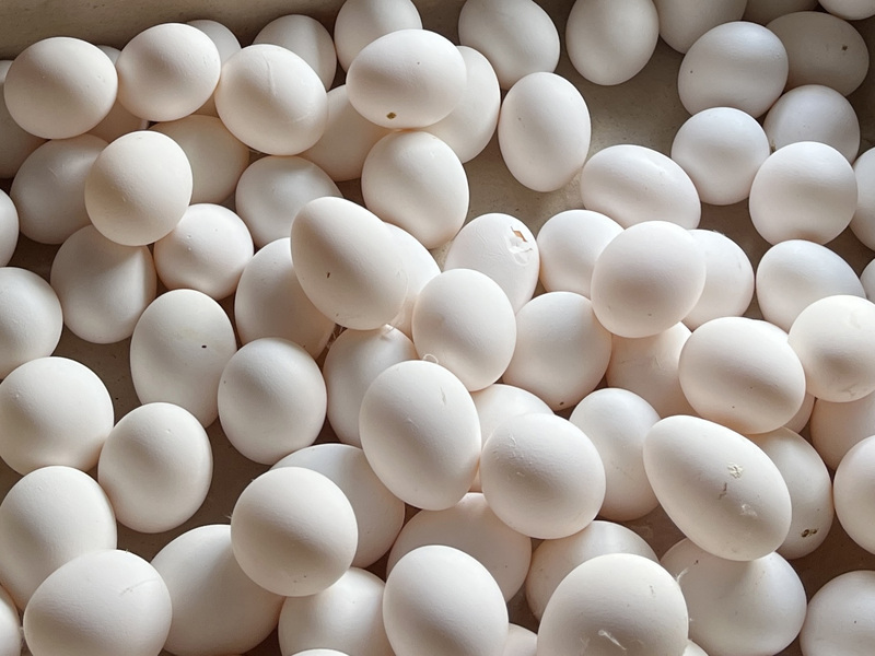 Otra vez problemas de escasez de huevos