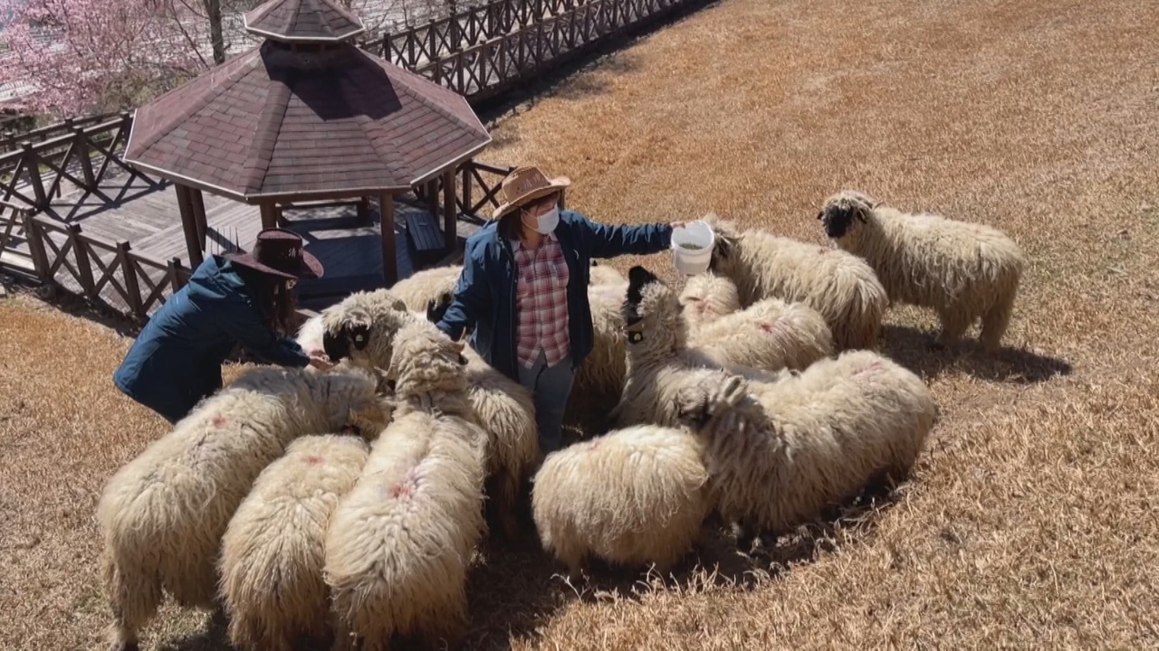 Una granja de ovejas en Nantou ofrece trabajo en mitad del paisaje agreste taiwanés