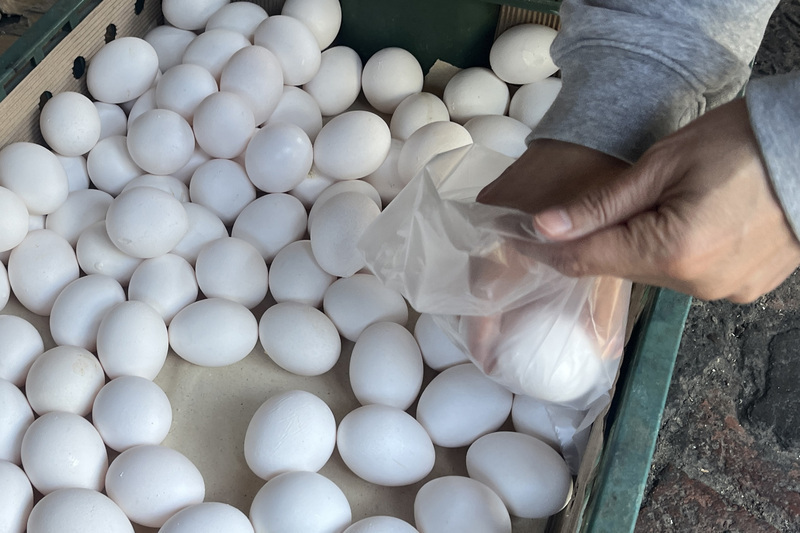 ¿Quién tiene la culpa de la escasez y del nuevo aumento de los precios de los huevos?