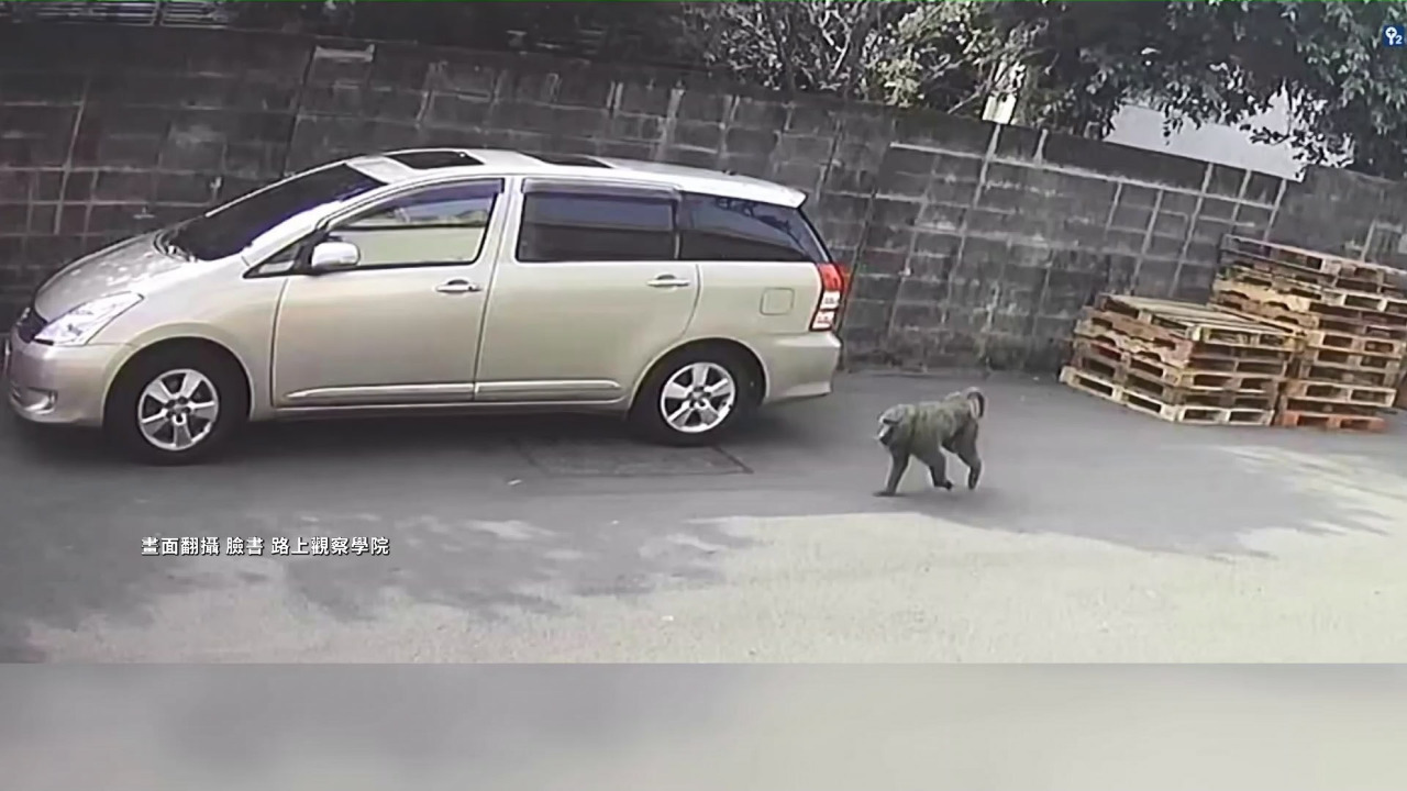 Aparece babuino en área urbana de Taoyuan