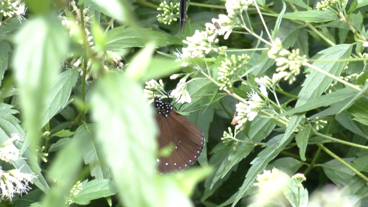 La sequía afecta al número de mariposas y luciérnagas en el sur de Taiwán