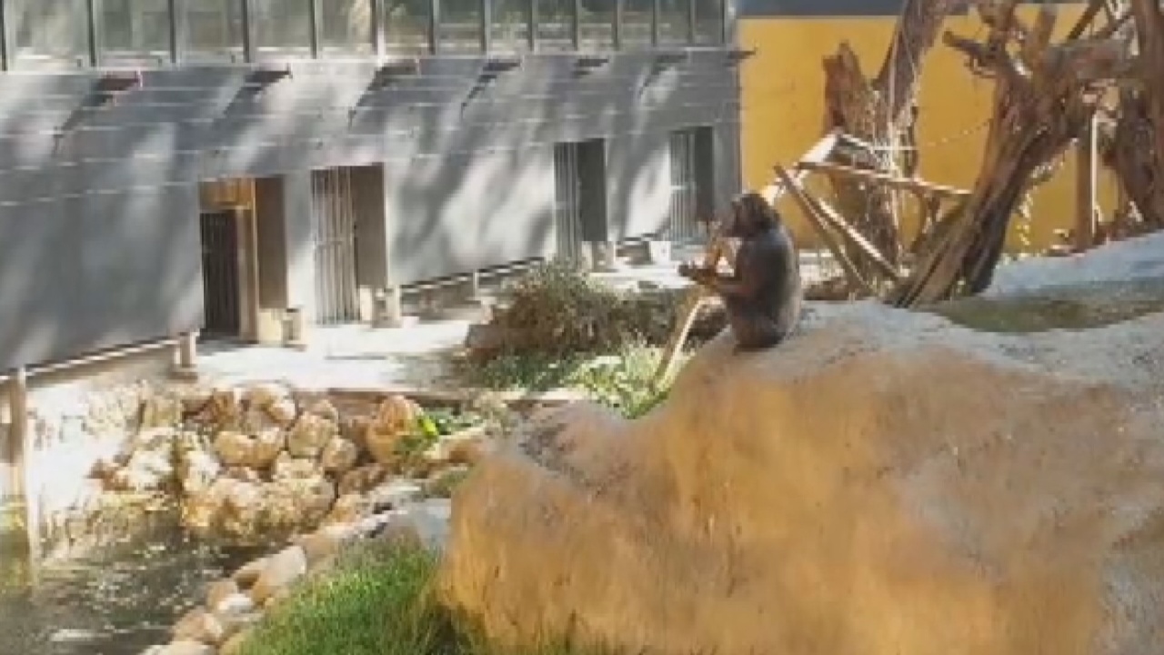 Kaohsiung quiere aumentar el precio de las entradas al zoo de la ciudad