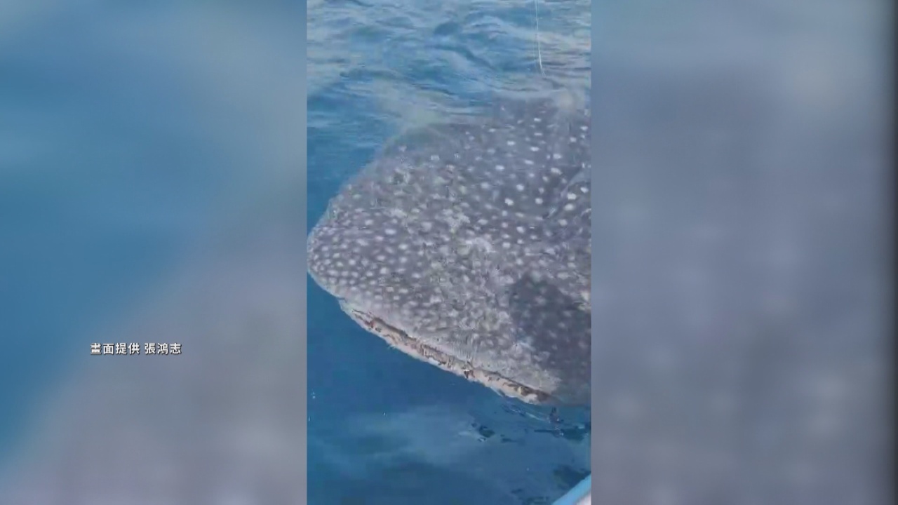 Tiburón ballena y cachalotes hacen las delicias de los aficionados al mar en la costa oriental