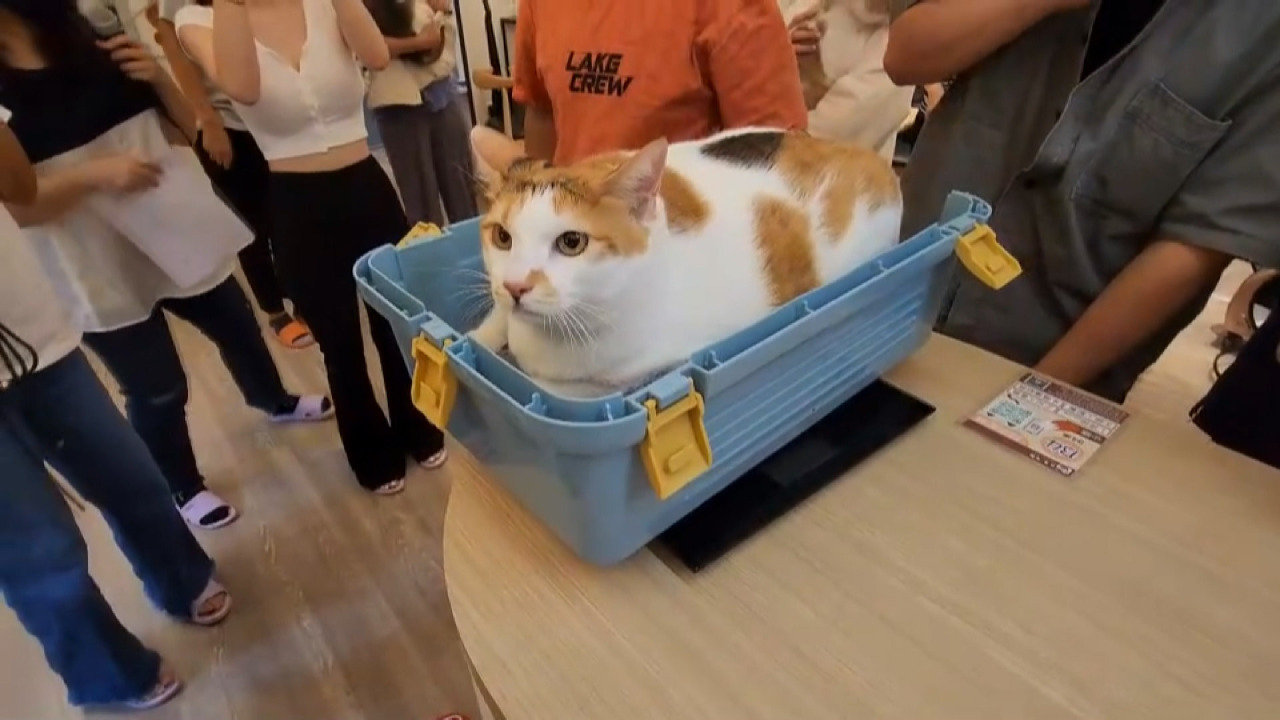 Gata de 10,6 kg gana una competición de gatos gordos en Kaohsiung