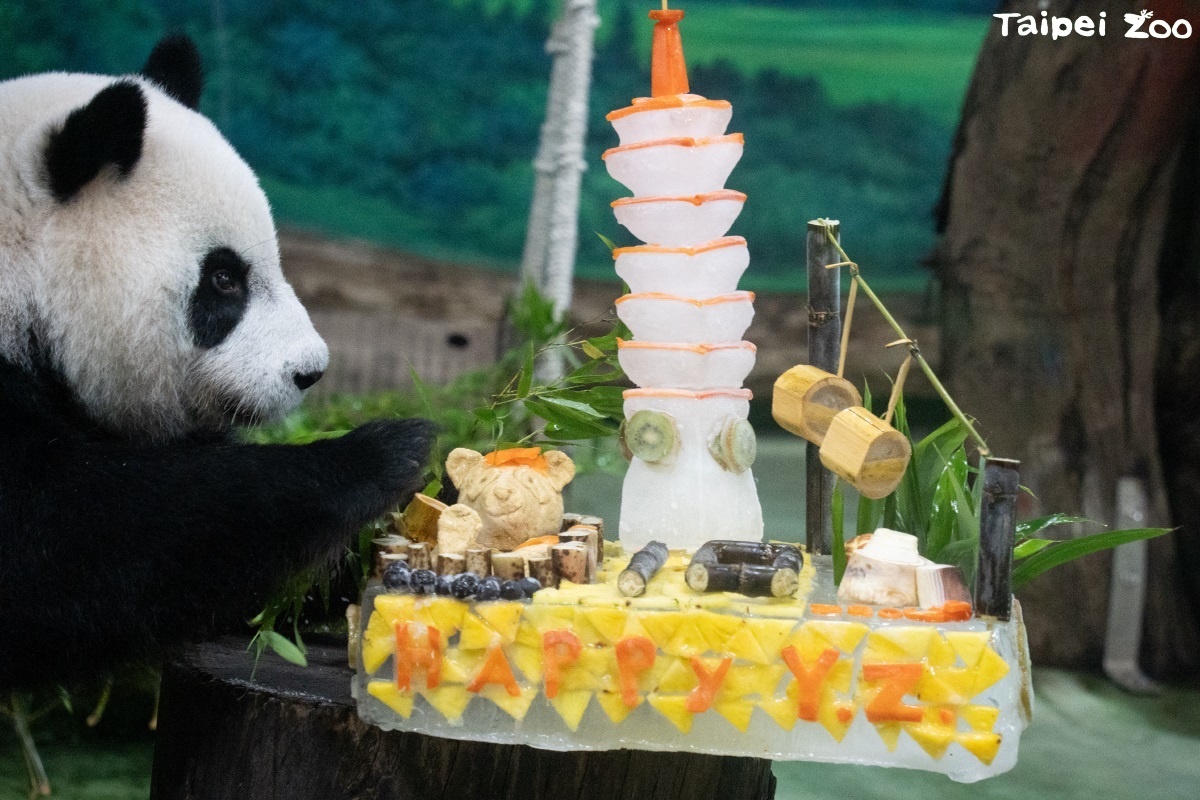 ¡El panda gigante