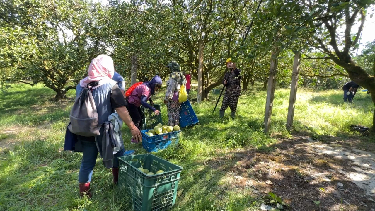Los agricultores del sur adelantan la cosecha ante la llegada del tifón Saola