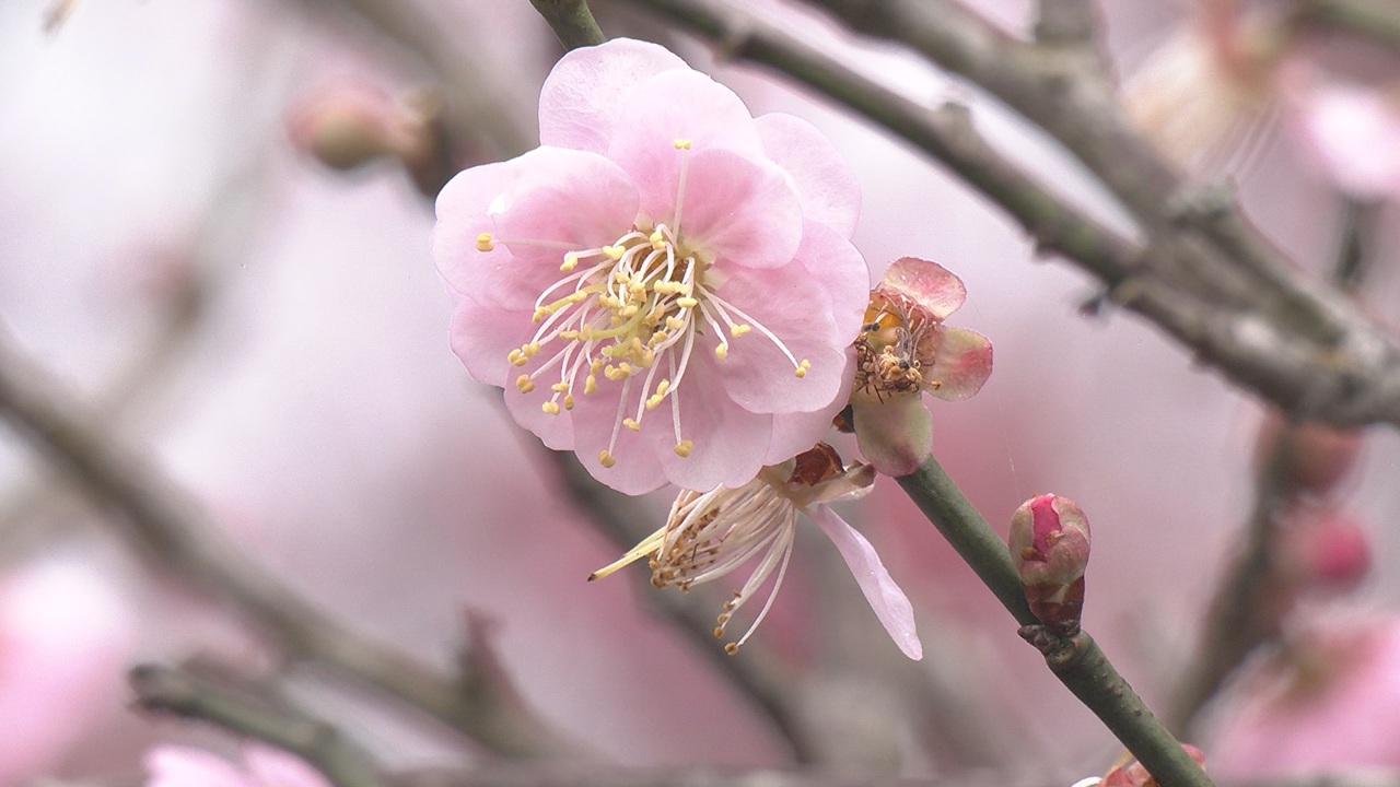 Comienza la temporada de flores de cerezo en Yangmingshan