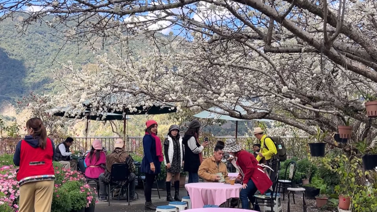 Ciruelos y cerezos en floración para disfrutar en Nantou