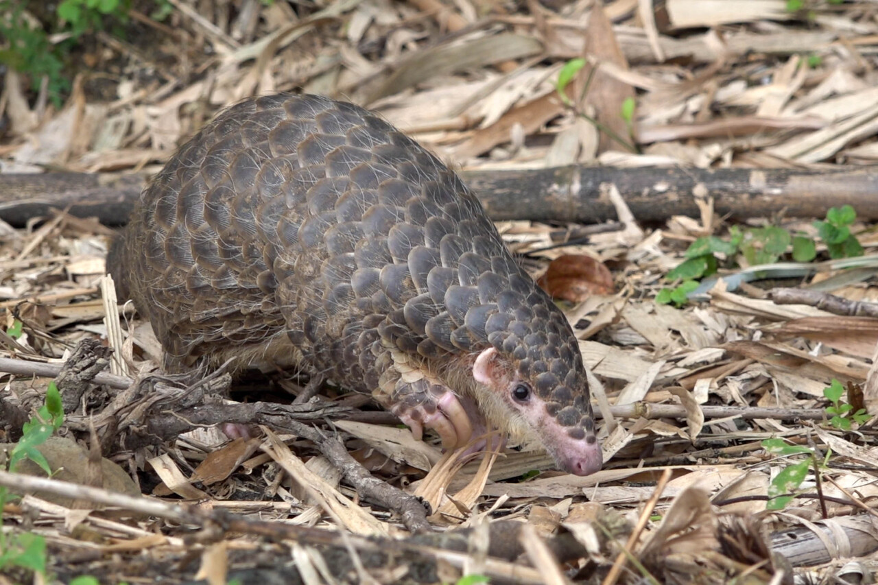 El Zoo de Taipéi celebra el Día Mundial del Pangolín
