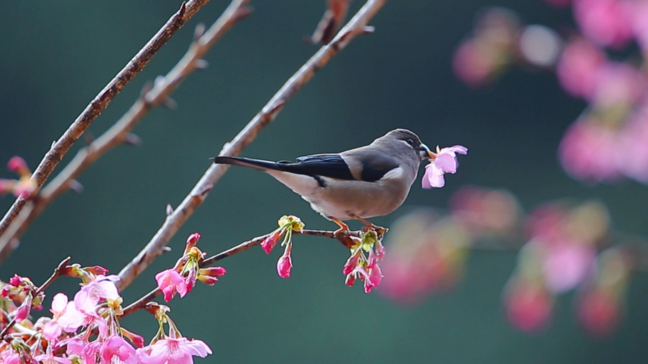 Hermosos cerezos en flor en el arroyo Shanlin de Nantou
