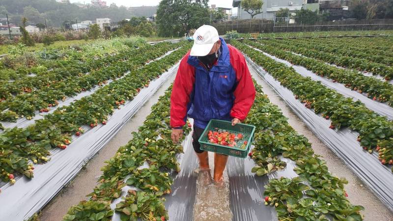 Fresas pasadas por agua