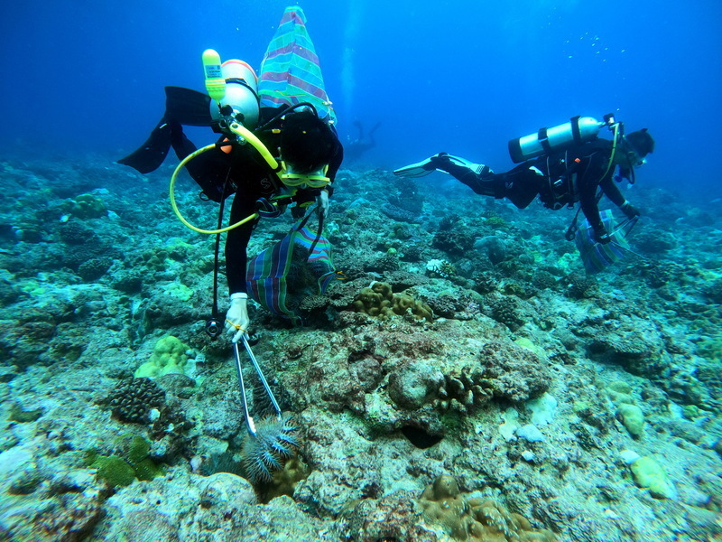Taiwán reacciona ante la invasión masiva de estrellas de mar en el arrecife de las islas Pratas