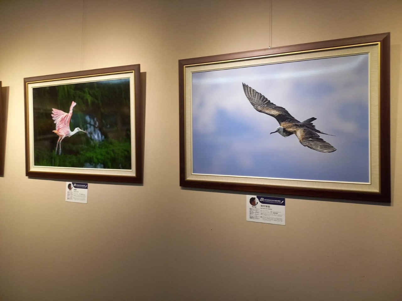 Exposición fotográfica de aves silvestres 2024
