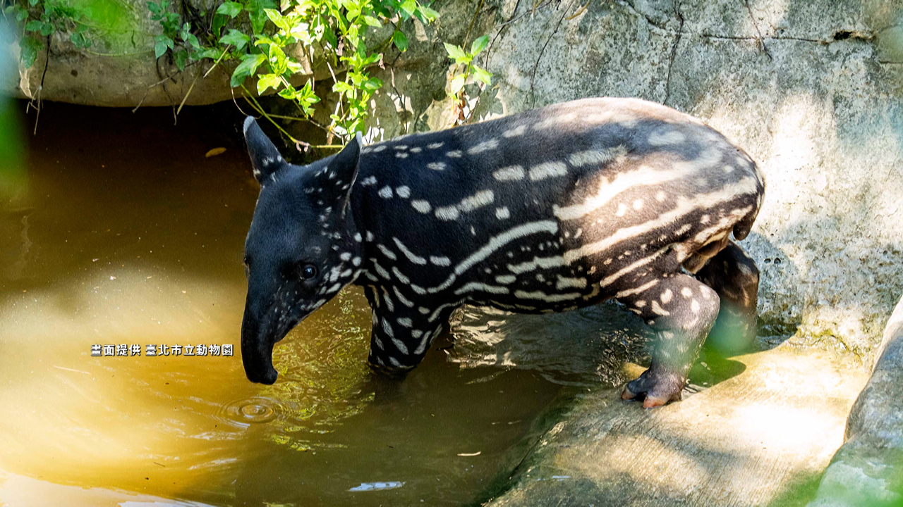 Rimuru, el nuevo miembro del Zoológico de Taipéi